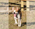 Small #4 Mutt