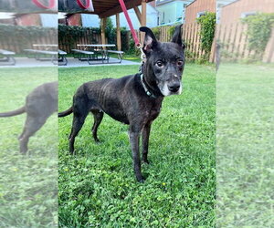 Abigail - Female Mutt Dog for Adoption - Photo #3