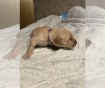Puppy Purple collar Golden Retriever