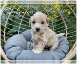 Puppy Clementine American Staffordshire Terrier