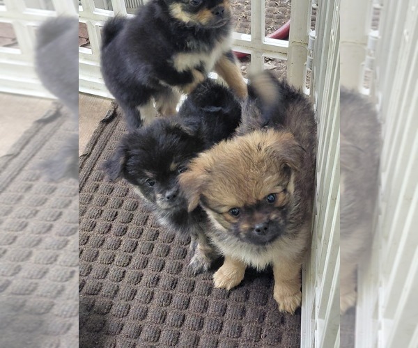 Medium Photo #4 Yoranian Puppy For Sale in MORROW, OH, USA