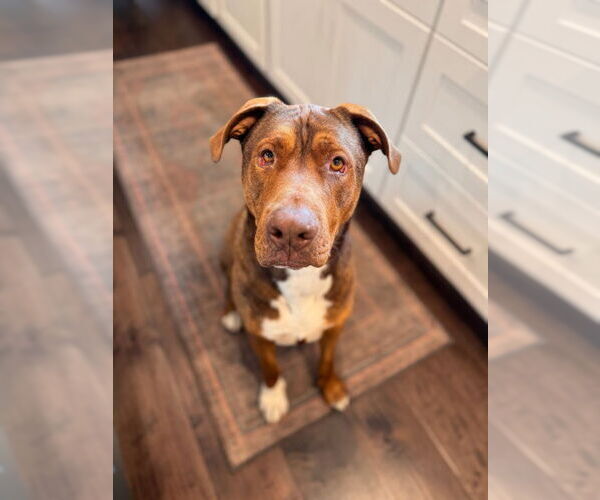 Medium Photo #2 Redbone Coonhound-Unknown Mix Puppy For Sale in Lake Forest, CA, USA