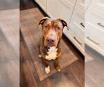Small #1 Redbone Coonhound Mix