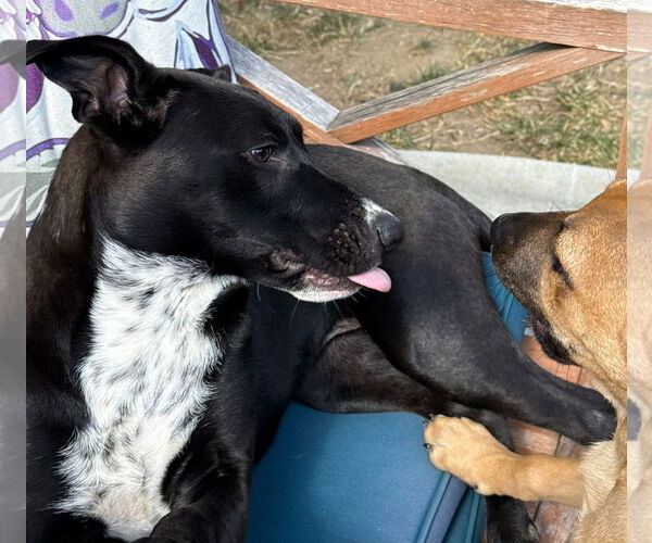 Medium Photo #3 Mutt Puppy For Sale in Germantown, OH, USA