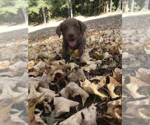 Labrador Retriever Puppy for sale in DIXON, KY, USA