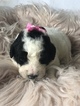 Small Photo #10 Goldendoodle Puppy For Sale in LAKELAND, FL, USA