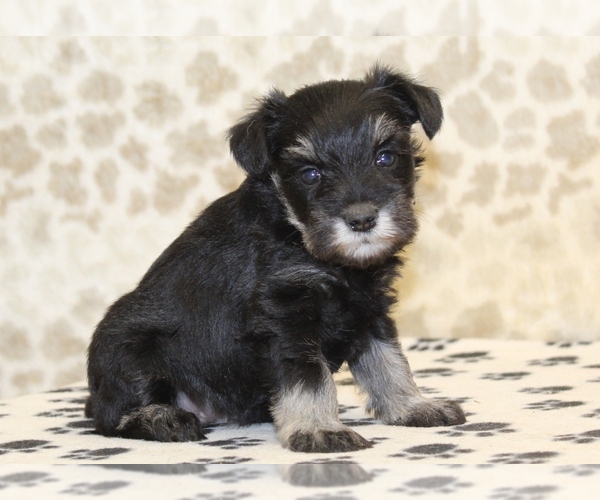 Medium Photo #4 Schnauzer (Miniature) Puppy For Sale in DENVER, PA, USA