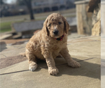 Small Photo #8 Goldendoodle Puppy For Sale in SUGAR LAND, TX, USA