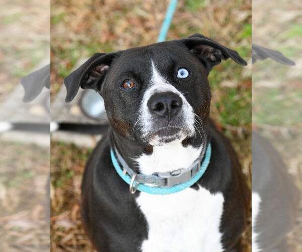 Medium Photo #1 Mutt Puppy For Sale in Glen Allen, VA, USA