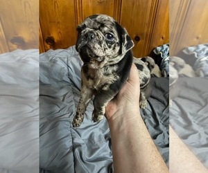 Pug Puppy for sale in NEW CASTLE, IN, USA