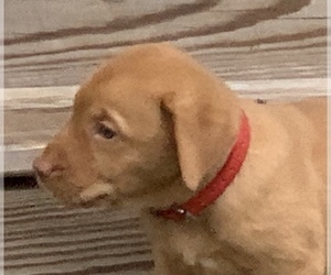 Labrador Retriever Puppy for sale in SPOTSYLVANIA, VA, USA