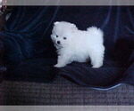 Small Photo #7 Pomeranian Puppy For Sale in APPLE VALLEY, CA, USA