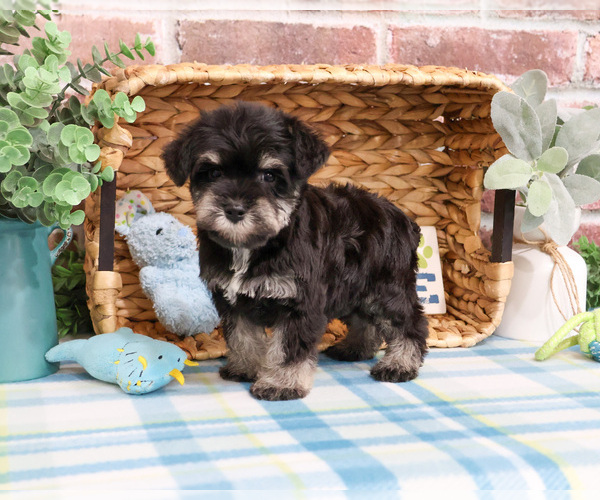 Medium Photo #2 Schnauzer (Miniature) Puppy For Sale in SYRACUSE, IN, USA
