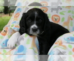 Puppy 9 Bernedoodle-Greater Swiss Mountain Dog Mix