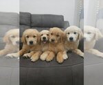 Small #7 English Cream Golden Retriever