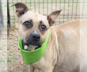 American Staffordshire Terrier Dogs for adoption in San Antonio, TX, USA