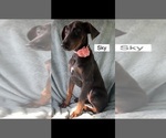 Small #2 Doberman Pinscher