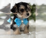 Small #1 Morkie