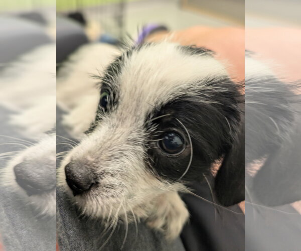 Medium Photo #4 Dachshund-Unknown Mix Puppy For Sale in Holly Springs, NC, USA