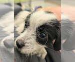 Small Photo #4 Dachshund-Unknown Mix Puppy For Sale in Holly Springs, NC, USA