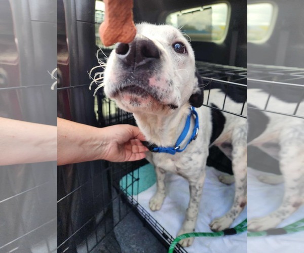 Medium Photo #3 Retriever -Unknown Mix Puppy For Sale in Stephens City, VA, USA