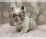 Small #12 French Bulldog