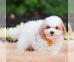 Small #3 Goldendoodle (Miniature)
