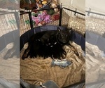 Small Photo #6 German Shepherd Dog Puppy For Sale in YELM, WA, USA
