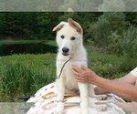 Small #7 German Shepherd Dog