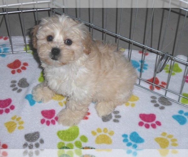 Medium Photo #15 ShihPoo Puppy For Sale in ORO VALLEY, AZ, USA