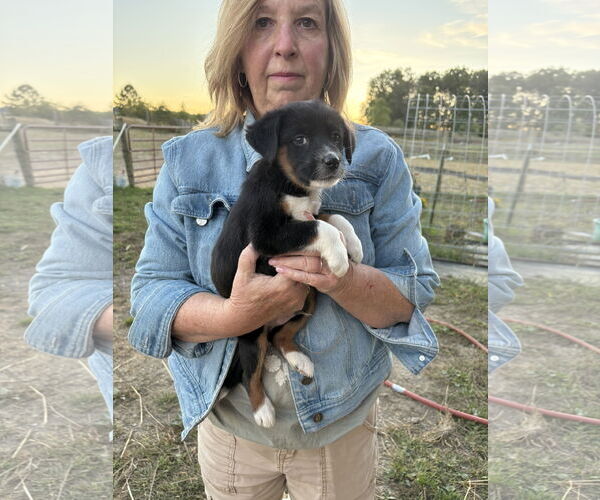 Medium Photo #2 Mutt Puppy For Sale in Garden City, NY, USA