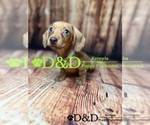 Small Photo #2 Dachshund Puppy For Sale in RIPLEY, MS, USA