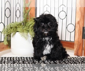 Shih-Poo Puppy for sale in NAPLES, FL, USA
