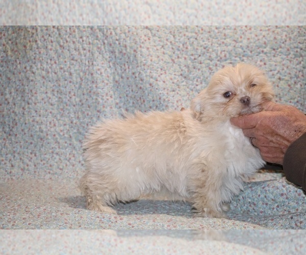Medium Photo #5 Shih Tzu Puppy For Sale in DYERSBURG, TN, USA