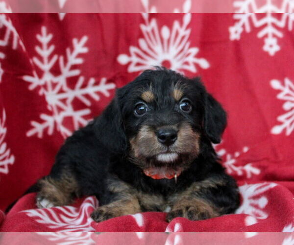 Medium Photo #2 Dachshund-Unknown Mix Puppy For Sale in Weston, FL, USA