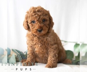Poodle (Miniature) Puppy for sale in DORNSIFE, PA, USA
