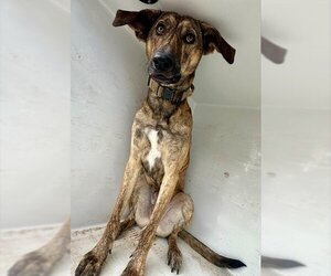 Plott Hound Dogs for adoption in Houston, TX, USA