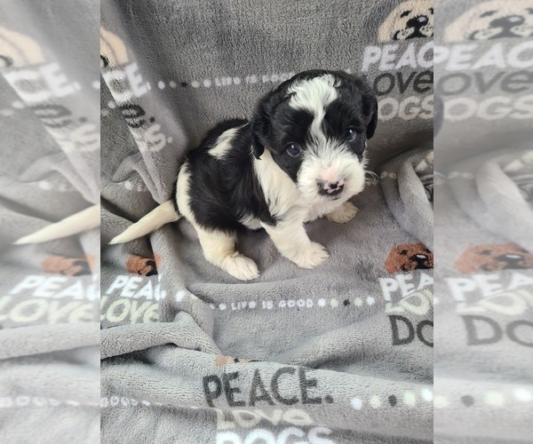 Medium Photo #6 Maltipoo Puppy For Sale in GRANDVILLE, MI, USA
