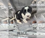 Small Photo #6 Maltipoo Puppy For Sale in GRANDVILLE, MI, USA