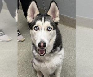 Siberian Husky-Unknown Mix Dogs for adoption in Las Vegas, NV, USA