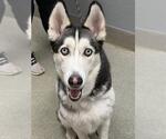 Small Siberian Husky Mix