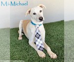 Small #3 Huskies -Labrador Retriever Mix