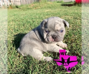 French Bulldog Puppy for sale in GRANBURY, TX, USA