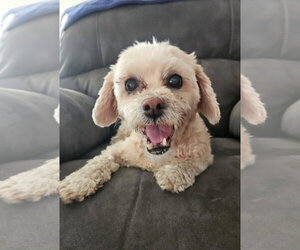 Peke-A-Tese Dogs for adoption in Sanford, FL, USA