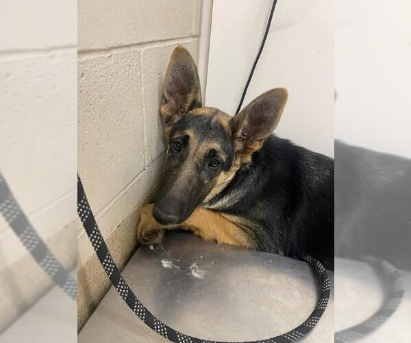 Medium Photo #1 German Shepherd Dog Puppy For Sale in Santa Maria, CA, USA