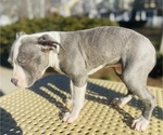 Small Photo #30 American Pit Bull Terrier Puppy For Sale in TRENTON, NJ, USA