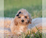 Small #1 Maltipoo (Toy)