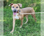 Small #1 Mutt