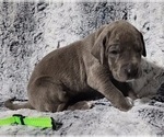 Small Photo #5 Great Dane Puppy For Sale in OGDEN, UT, USA