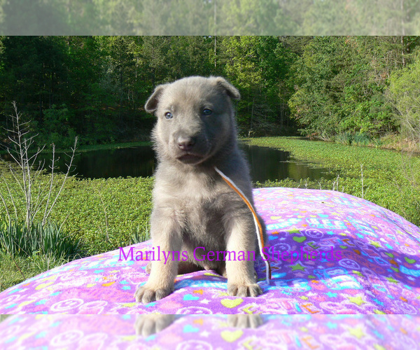 Medium Photo #6 German Shepherd Dog Puppy For Sale in PIEDMONT, MO, USA